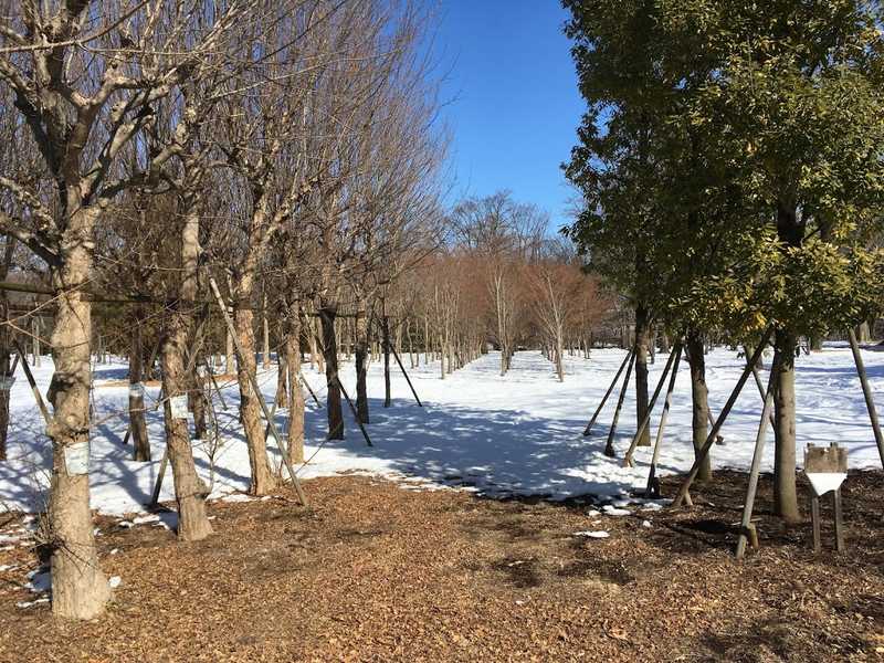 musashino park 13