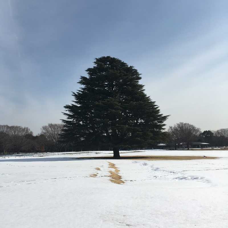 showa 18